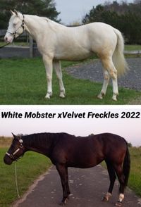 Velvet Freckles ist tragend von White Mobster einem Cremello farbendem Quarter Horse Hengst mit Splash White. Er ist ein Sohn von HF Mobster aus Colonels Smoking Gun, ebenfalls findet man Peppy San Badger auf seinem Papier